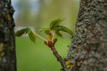 Spring landscape: A small branch with tender young green chestnut leaves on a blurred background.