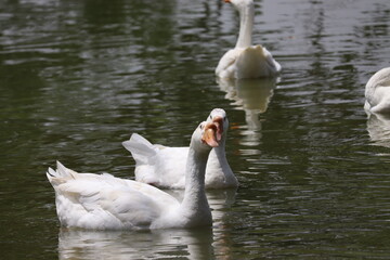 white swan swimming in the lake
