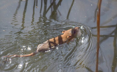 rat swimming in water