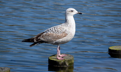 Seagull