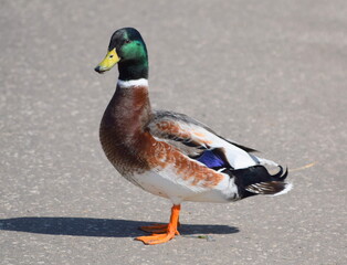 Male duck