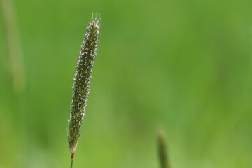 close up of  grass