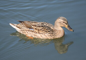 Mallard