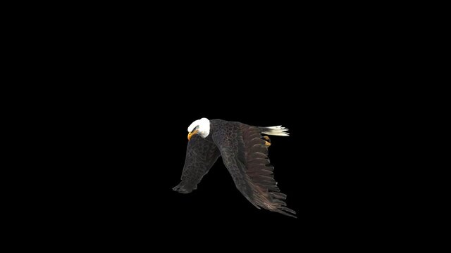 American Bald Eagle In Flight With Alpha Channel
