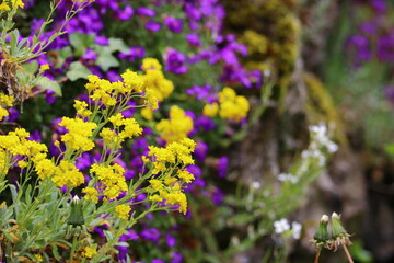 close up of  colorful blooming flowers 