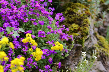 Obraz premium close up of colorful blooming flowers 