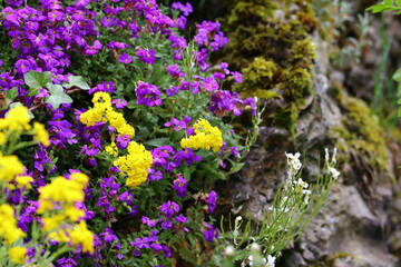 Obraz premium close up of colorful blooming flowers 