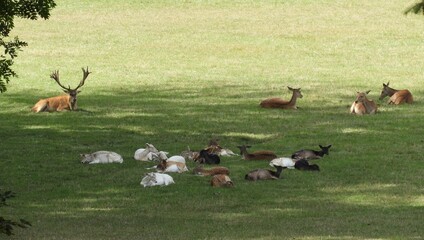 Deers