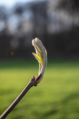 Green spring fresh leaves in sunshine .