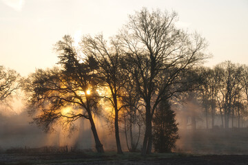 Fototapeta na wymiar Mai-Morgen im Nebel ( Emsland ) / Foggy mai morning in Emsland/ Germany