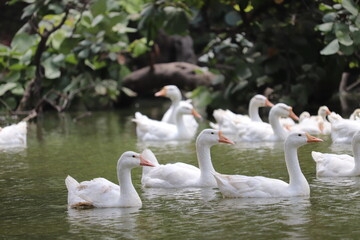 swans on the lake