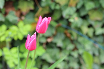 close up of blooming tulip