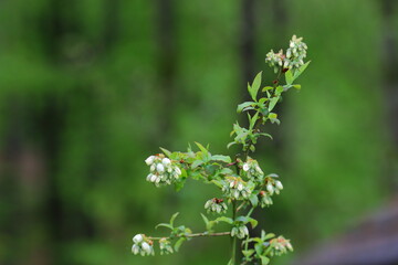 close up of blueberry blooms