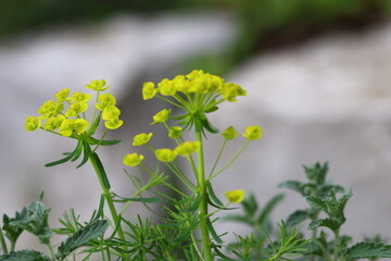 close up of blooming spurge plants
