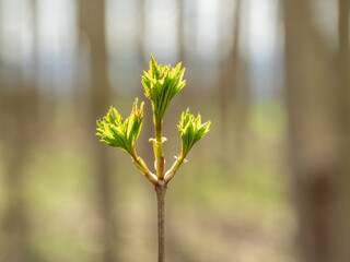 Green spring fresh leaves in sunshine .