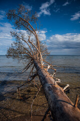 Storm broken trees on the Baltic sea coast, Kolka, Latvia.