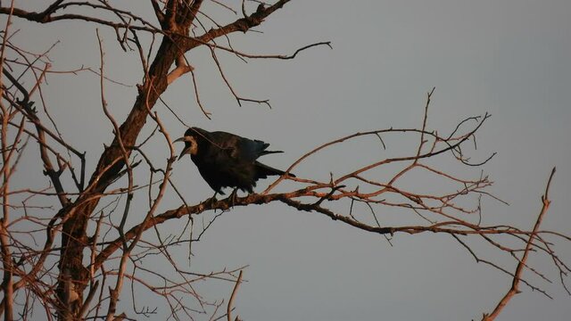 A crow sits on a tree branch and croaks.. Wild bird nature background.