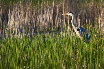 1 Heron (Ardea cinerea, Graureiher). Water bird between different green and brown plants . Closeup