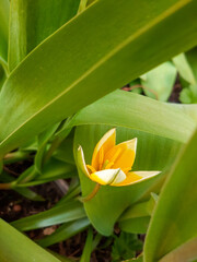 
unusual yellow flower