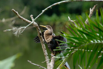 A biguatinga (Anhinga anhinga) é uma ave aquática que chama a atenção pelo porte na cor preta e...