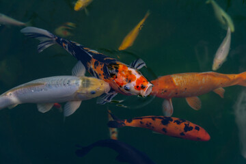 colorful decorative carps in the pond, red koi carp