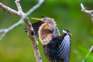 A biguatinga (Anhinga anhinga) é uma ave aquática que chama a atenção pelo porte na cor preta e na arvore no lago.