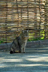 Obraz premium tabby cat sitting in the shade, cat on the background of the fence