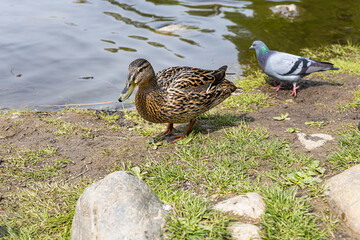 Brown adult duck with green nose is by a pond in the park in summer