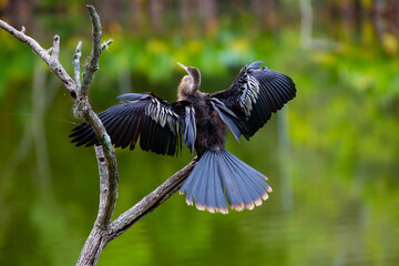 A biguatinga (Anhinga anhinga) é uma ave aquática que chama a atenção pelo porte na cor preta e...