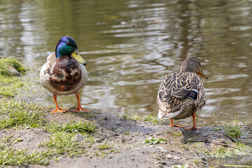 Pair of gray and Brown adult ducks with yellow nose are by a pond in the park in summer