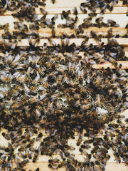 Close-up a group of bee on honeycomb at beehive

