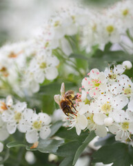 Bee (Apis mellifera) sucking on the flowers of Hawthorn (Crataegus monogyna)