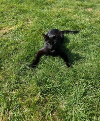 black kitty cat on the grass
