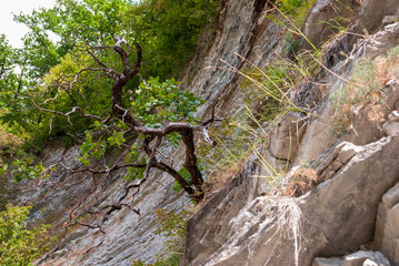 Mountain landscape. A tree growing from rocks.