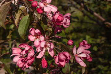 Fototapeta na wymiar Japanese flowering crabapple (Malus floribunda). A low tree growing in a park in the city center. Pink flowers blooming in spring