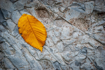 Textured rock background and yellow aspen leaf