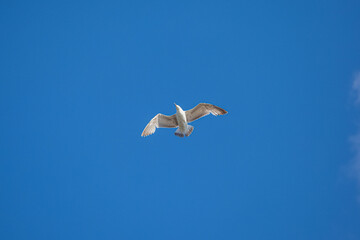 birds in flight