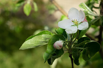 white flower of the apple tree in shade of its leaves
