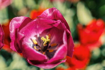 Fototapeta na wymiar beautiful flowers in spring in a park