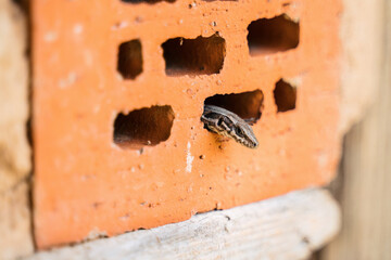 a lizard in spring in a park