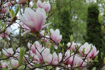 White flowers of sulange magnolia on a tree branch in early spring