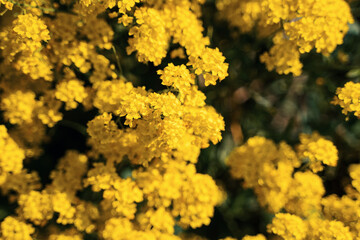 beautiful flowers in spring in a park