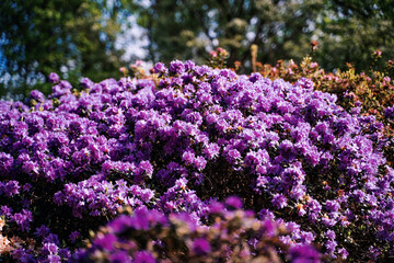 beautiful flowers in spring in a park