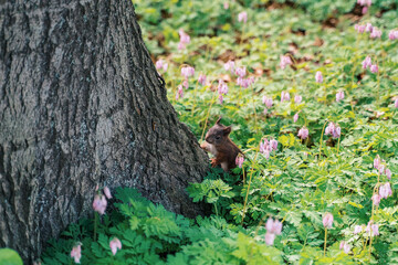 a cute red squirrel in spring on a tree