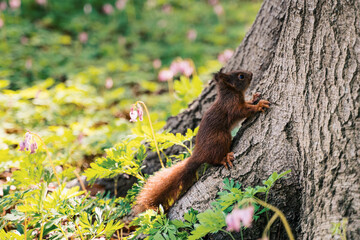 a cute red squirrel in spring on a tree