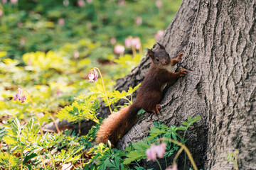 Fototapeta premium a cute red squirrel in spring on a tree