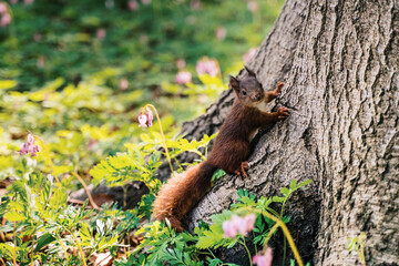a cute red squirrel in spring on a tree