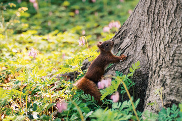 a cute squirrel in spring on a tree