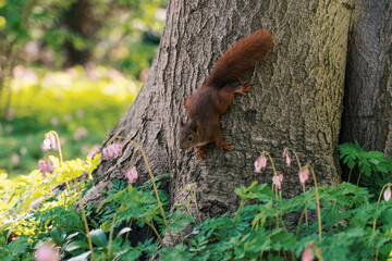a cute squirrel in spring on a tree