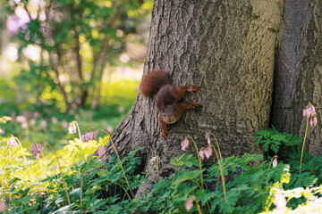a cute squirrel in spring on a tree